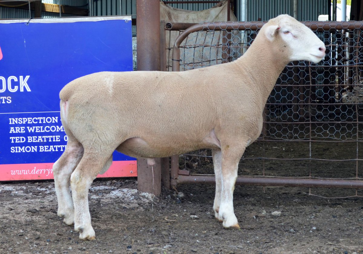derrynockpolld2's tweet photo. Looking forward to seeing everyone on Thursday 12 th October for our Annual on property sale starting at 1pm.
Please  access spreadsheets and photos via https://t.co/rH0yPnVRCv
Pictured below Derrynock 909/22 https://t.co/wfXmCCcYoB