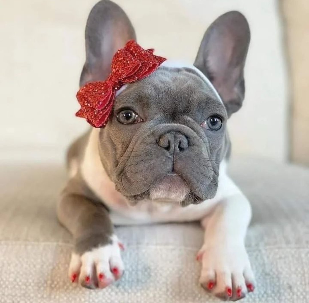French80u's tweet photo. So sweet 🥰
#French #frenchielover #FrenchLivesMatter https://t.co/WzmgMj6LI1