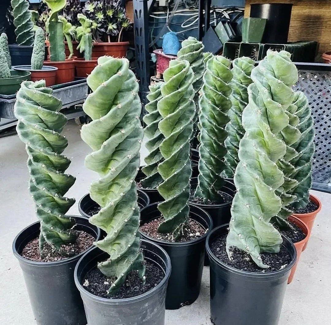 Houseplant Hobbyist tweet media