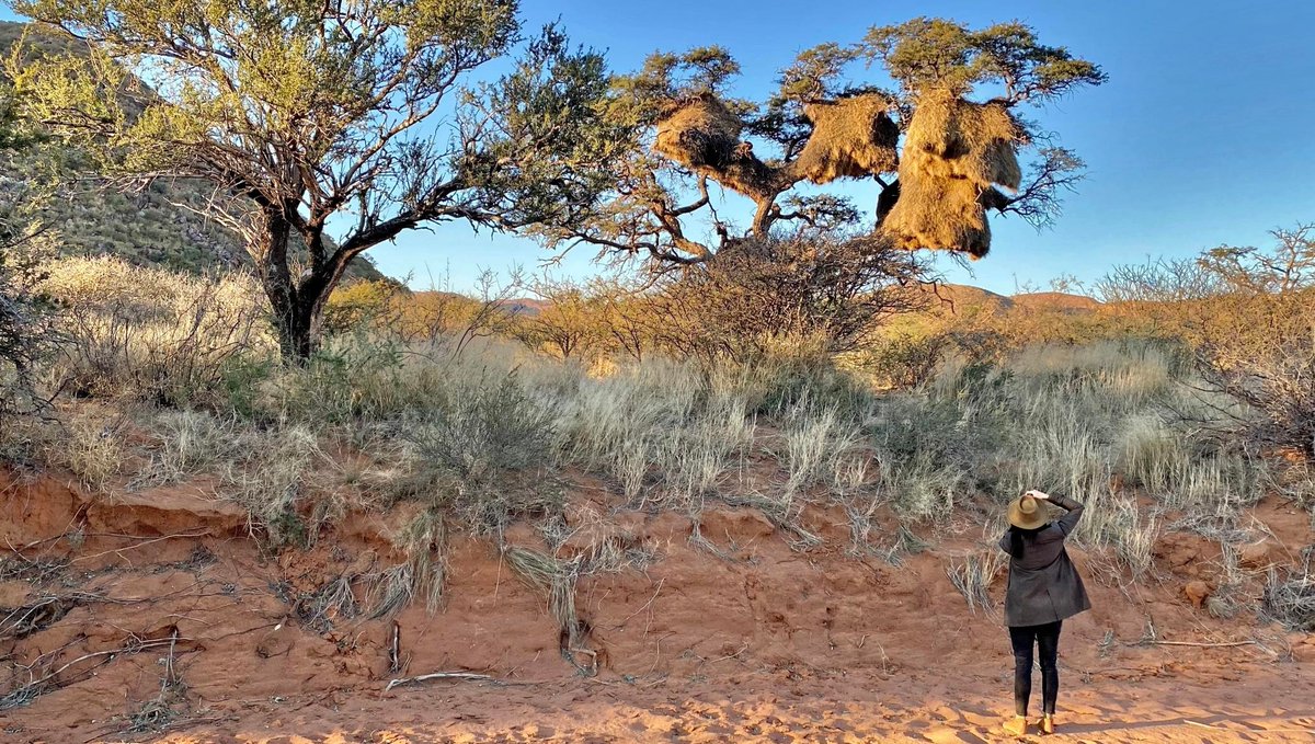 Tswalu's tweet photo. Curious about where the money goes? Tswalu's annual impact statement provides a snapshot of the positive impact that nature-based #tourism has on our #conservation model. Read more: https://t.co/r43dRntxcW
#Tswalu #WorldTourismDay #TheLongRunOrg #SustainableTravel https://t.co/IUislAxsNT