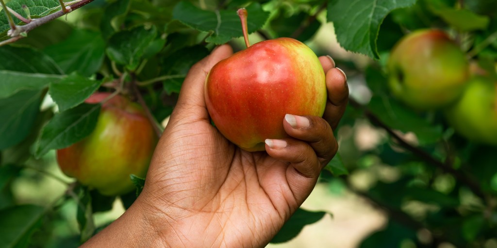 It's officially one of our favourite seasons – apple season in Nova Scotia! From u-picks to comforting baked goods, check out our latest blog for all sorts of apple celebration inspiration 🍎 Blog – Apple Season Guide: ow.ly/gb0m50PPhUJ