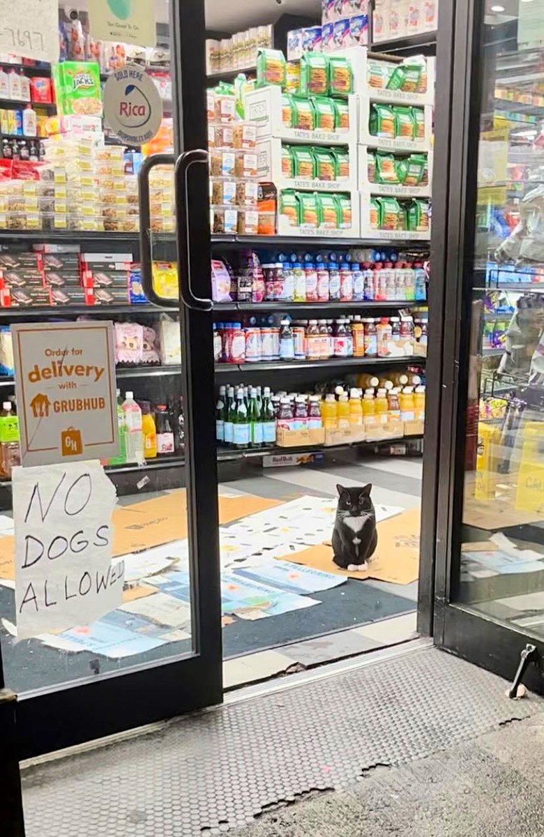 Bodega Cats (@bodegacats_) on Twitter photo 