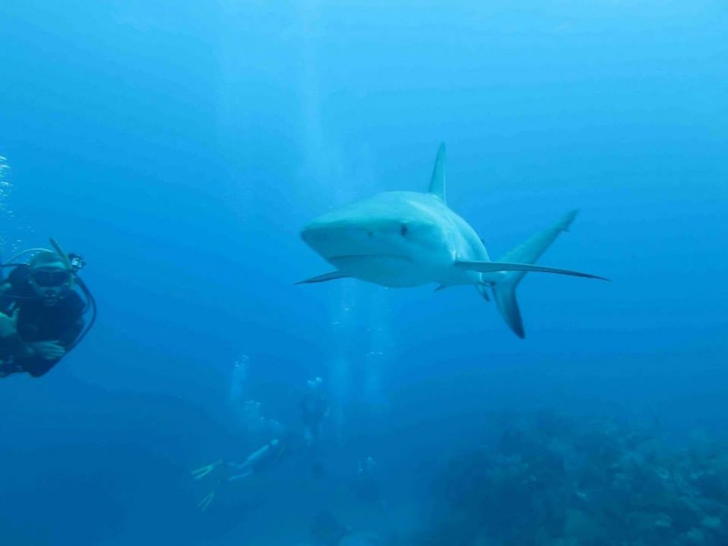 SeaTrekltd's tweet image. Happy Wildlife Wednesday! What do you do in the offseason to help protect our oceans? #scuba #learntodive #sail #summer #summercamp #scubacamp #sailingcamp #teentravel #marinesciencecamp