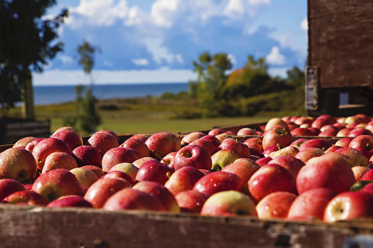 Cathy McKay, chair Ontario Apple Growers, says harvest is underway with a plentiful crop expected for consumer favourite varieties:  Honeycrisp, Ambrosia &amp; Gala. The province’s 200 commercial growers produce 40% of the Canadian crop. <a href="/ontarioapples/">Ontario Apples</a> #ontag 
thegrower.org/news/late-summ…