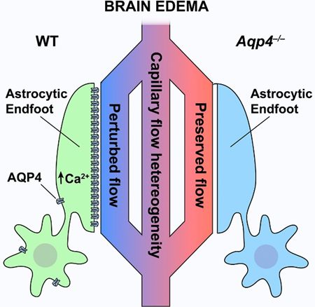 LiddelowSA's tweet photo. #GliaPapers
RESEARCH @GLIA_Journal
Luca Bordoni, …, Rune Enger @UniOslo
Deletion of aquaporin-4 improves capillary blood flow distribution in brain edema. Endfoot Ca2+ signaling in edema is increased in wildtype, but not in aquaporin-4 knockouts.
https://t.co/4qJdjGqAr0 https://t.co/Efu3CynTQk