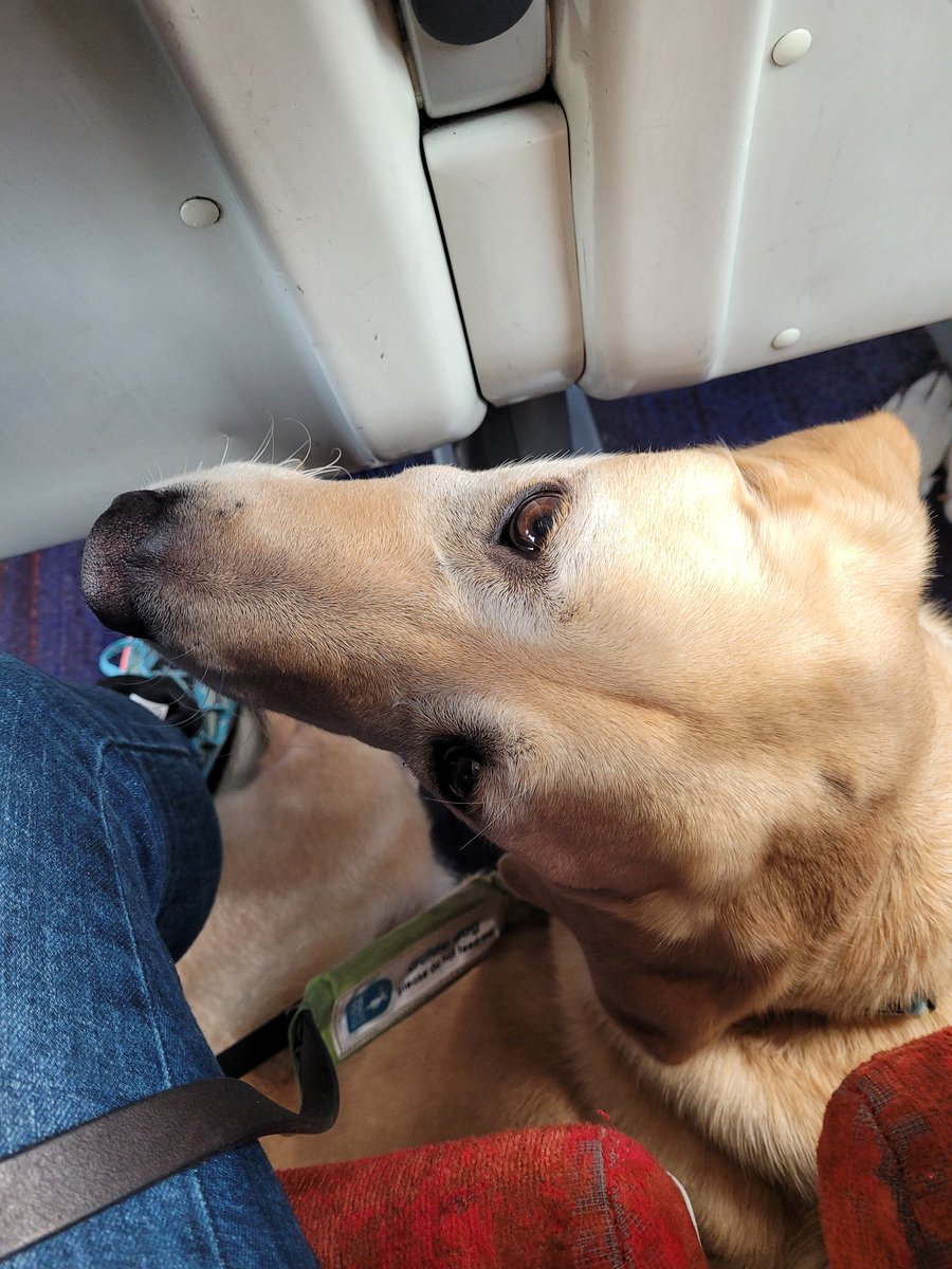 PickLeigh's tweet photo. @SW_Help great assistance at Southampton Central by Chris and Reese on platform 1. Reese was smashing it on his second day in the job!
Thank you from Leigh and Guide Dog Geoffrey. https://t.co/xYY7VGAa1u