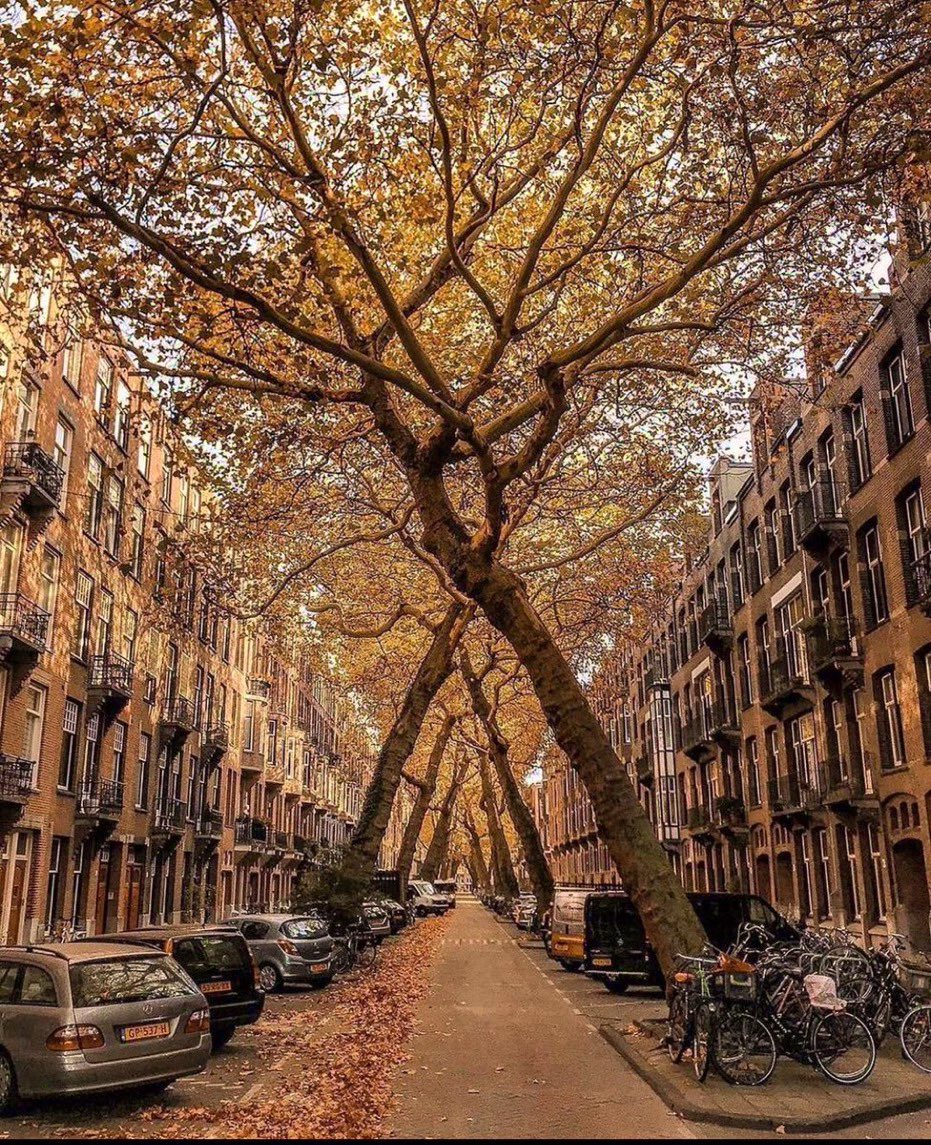 Otoño en Amsterdam: los árboles pueden convertir una calle común en un cuento de hadas.
