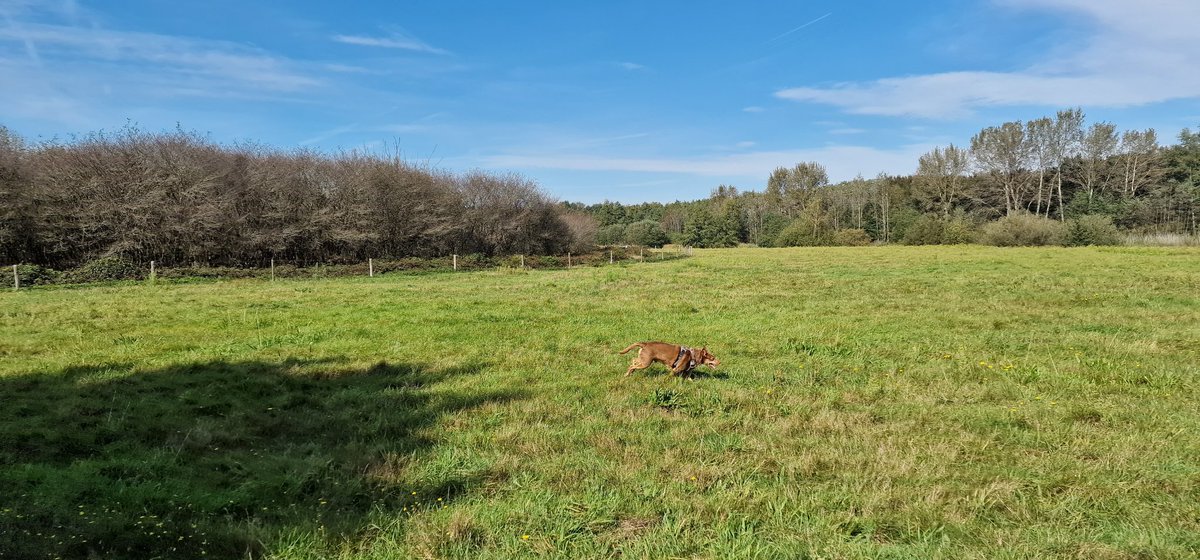 anjohejowi's tweet photo. #teamgraaf en de baasjes deden weer ff een mooi ommetje in Heesch. Het weer is nog steeds zo fijn. #losloopgebied https://t.co/SRDA6z5Y3D