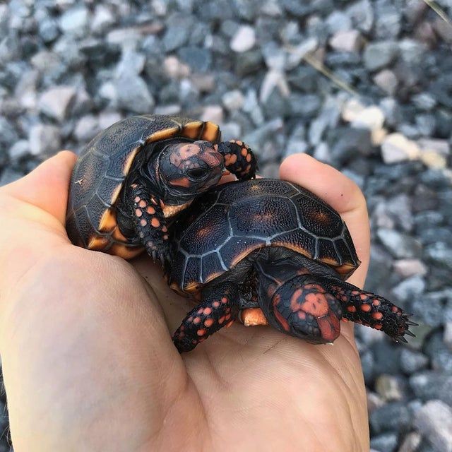 tortoise_loveer's tweet photo. awesome turtles 😍😍
#tortoise #testudo #sulcatalove #hermannstortoise #turtlebaby #turtlesofig #loveturtles #turtleconservation #sulcatababy #gianttortoise #cuteturtle #greektortoise #tortoiseforum #startortoise #turtleday #tortoiselovers https://t.co/uAptcA45sF