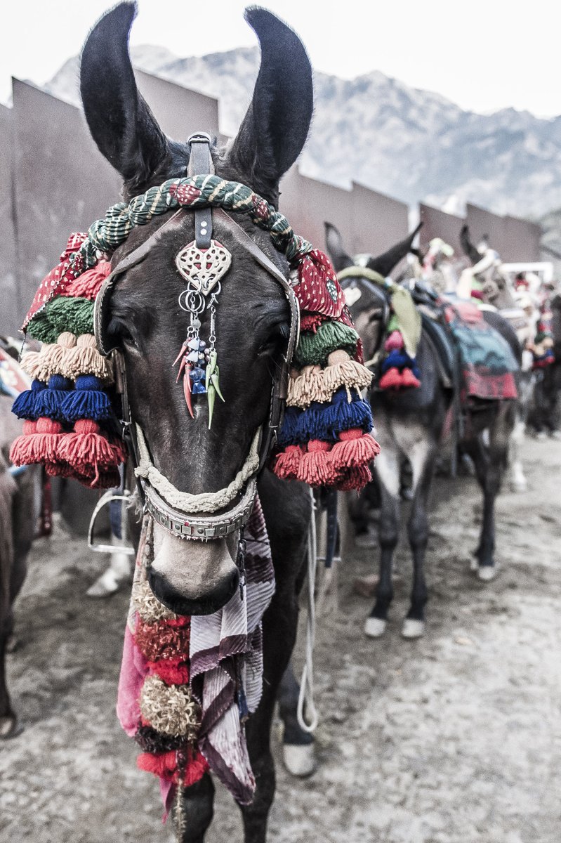 TheBrooke's tweet photo. Whilst we don’t focus directly on working animals in tourism, we do have a guide full of advice to help you assess the condition of a horse, donkey or mule when you’re on holiday. This #WorldTourismDay have a read of our Happy Horses Holiday Code here: https://t.co/Sl547Cp4BA 🐴 https://t.co/C8eqhg6MVX