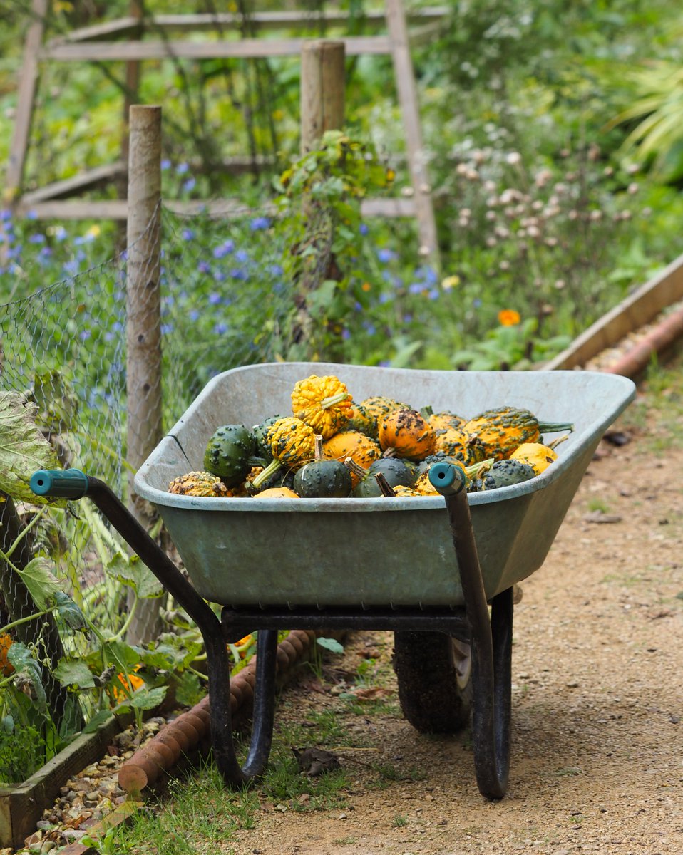 Gathering in the ornamental gourds time everyone!

Available to buy in the potting shed very soon 
(when they have dried off) :-)

<a href="/cirencester/">Cirencester</a> <a href="/GWmag/">BBC Gardeners' World Mag</a>