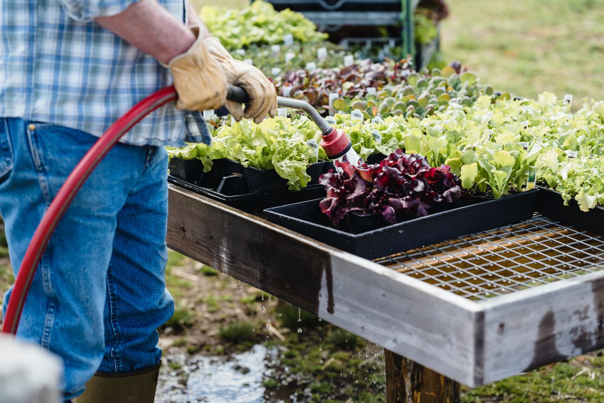 How To Plant a Fall Vegetable Garden coastandport.com/how-to-plant-a…
#ilm #ilmfoodies #wilmington #wilmingtonnc #wrightsvillebeach #gardenlife #gardening #wrightsvillebeach #southportnc