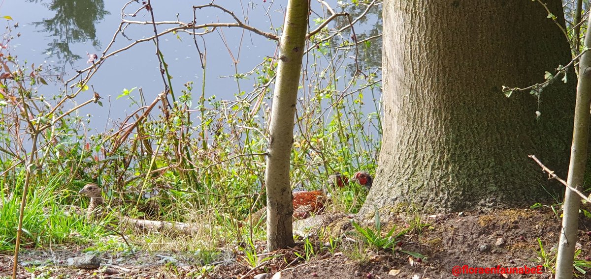 floraenfaunabeE's tweet photo. Goedemiddag iedereen geniet in de #Rotterdamse #natuur van de aanwezige #dieren en #planten. Ondanks de hectiek van de #stad is er heel veel te zien in en rondom de natuur, zoals deze #fazanten https://t.co/8P868JoHuj