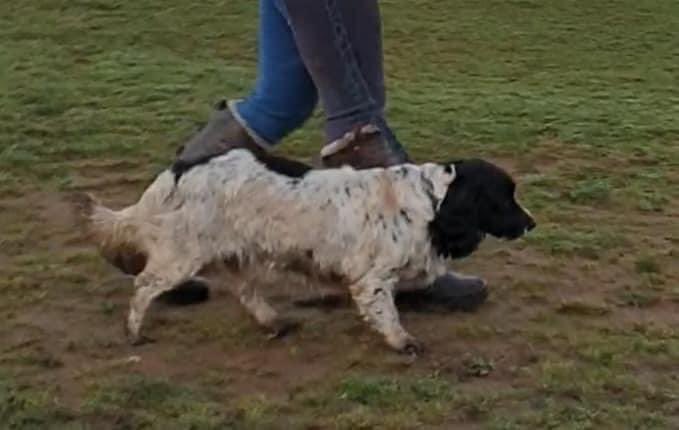 rosieDoc2's tweet photo. #SpanielHour
PLS KEEP SHARING
STOLEN/MISSING
KIM a loving Blk&wh #cockerspaniel taken from yard 13/5/20 #snaith area. She has a large scar at the back of her left front leg which is visible
REWARD π° FOR HER SAFE RETURN NO QUESTIONS ASKED
https://t.co/0y3t65OAlT https://t.co/euSexHo1BS
