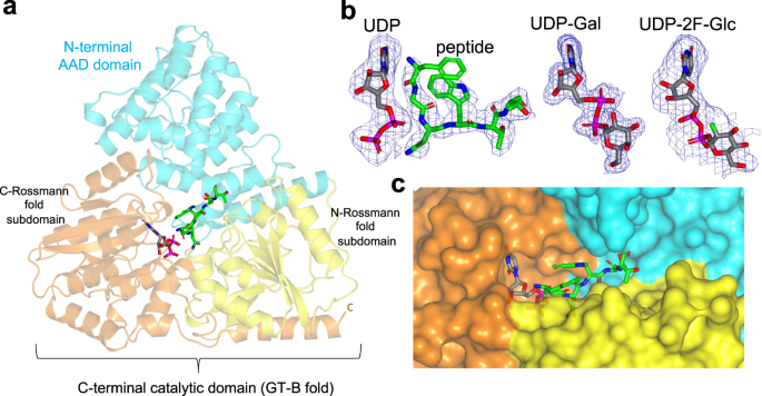 Nature Communications (@naturecomms) on Twitter photo <a href="/RamonHu08403543/">Ramon Hurtado-Guerrero</a>, <a href="/CRovira_Bcelona/">Carme Rovira</a>, <a href="/pcorzana/">Francisco Corzana</a> and colleagues <a href="/unizar/">Universidad Zaragoza</a> and <a href="/cphglyco/">Copenhagen Center for Glycomics</a> provide insights via crystallography and simulations into bacterial N-glycosylation
nature.com/articles/s4146… <a href="/RamonHu08403543/">Ramon Hurtado-Guerrero</a>, <a href="/CRovira_Bcelona/">Carme Rovira</a>, <a href="/pcorzana/">Francisco Corzana</a> and colleagues <a href="/unizar/">Universidad Zaragoza</a> and <a href="/cphglyco/">Copenhagen Center for Glycomics</a> provide insights via crystallography and simulations into bacterial N-glycosylation
nature.com/articles/s4146…