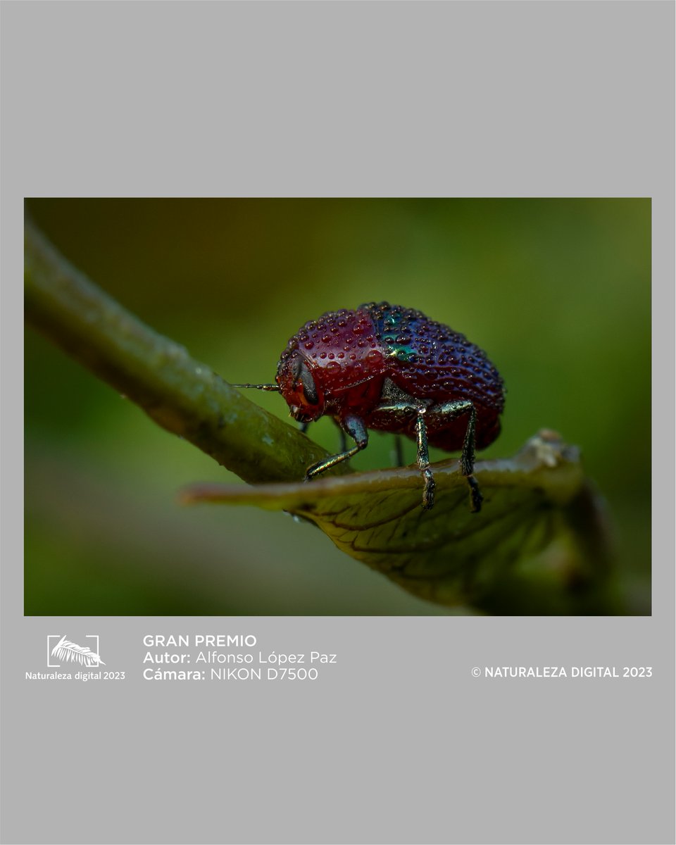 topesdcollantes's tweet photo. 📢Fotos premiadas #NaturalezaDigital2023 
💥Gran Premio💥 
Alfonso López Paz

🎊¡Muchas Felicidades! 🎊
.
#TopesDeCollantes #DestinosGaviota #GaviotaTurismo #NaturalezaDigital2023 https://t.co/q8okL5L248
