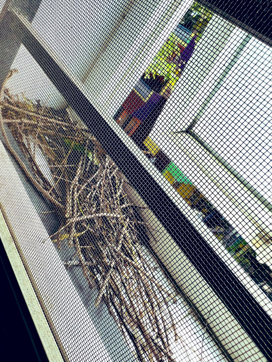 justtweettz's tweet photo. A pigeon starts it’s nest 🪺 🥰
Almost complete now.
#lifeprevails https://t.co/iPmIzUkSo8