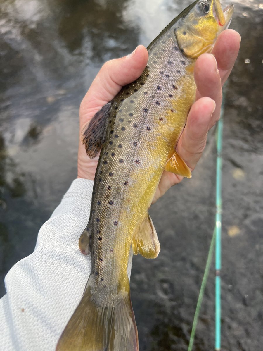 Rick Tardy tweet media