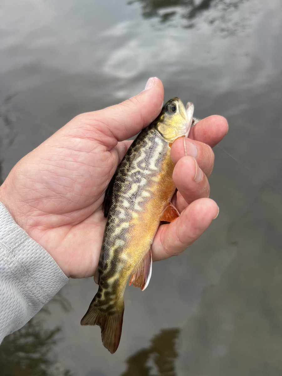 Rick Tardy tweet media