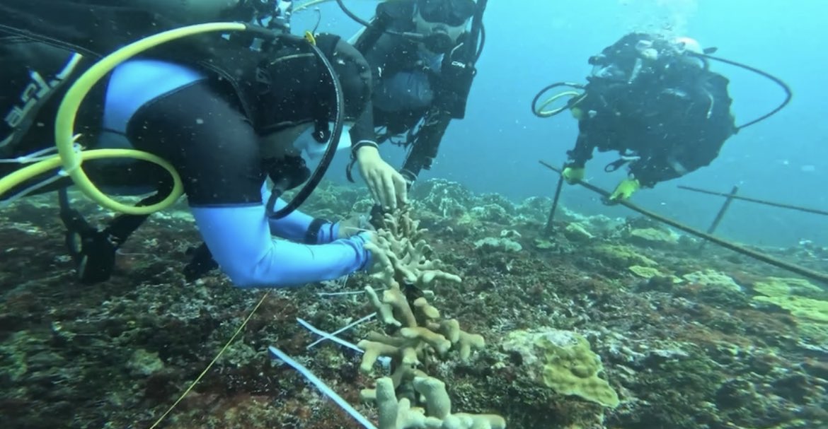 FNC_ArmadaCol's tweet photo. #SemanaDelBuceo 🤿🇨🇴 En un esfuerzo entre @ArmadaColombia, @MinAmbienteCo, @ParquesColombia, @OceanarioIslas @CIColombia, Consejo Comunitario Afrodescendiente #IslasDelRosario, jardineros de coral del Consejo Comunitario #Orika, Ecoguías, se realizó una jornada ambiental de restauración de corales en el Parque Nacional Natural Corales del Rosario y de San Bernardo en la zona insular de #Cartagena.
✅En esta actividad de preservación, recuperación y conservación ambiental, los buzos de la Institución Naval y biólogos expertos trasplantaron fragmentos vivos provenientes de las guarderías submarinas y cultivos del @OceanarioIslas, con el fin de llevarlos a los ecosistemas marinos.
2023 Año del #BicentenarioNaval
#ProtegemosLaVida
#ProtegemosElAzulDeLaBandera 🇨🇴