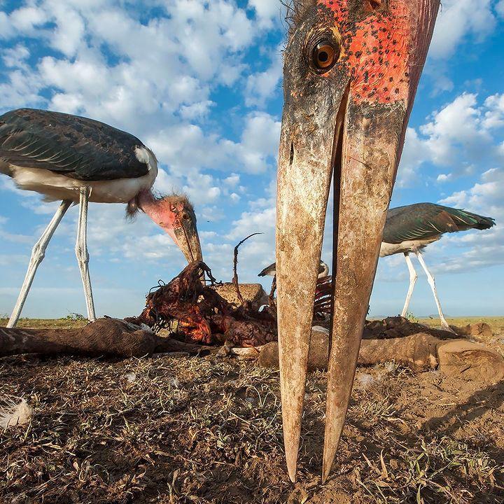 What do you know about this bird, marabou stork (Leptoptilos crumenifer)
#Queenelizabethnationpark
#ExploreUganda 
With me your safaridriver guide