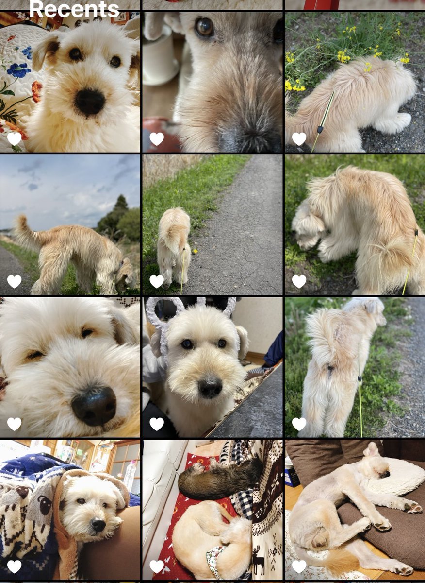 寂しいよ、げんちゃん。

#迷子犬 #ミックス犬 #テリア系 #まだみつかりません