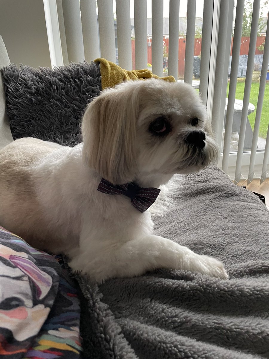 LBrodi's tweet photo. @charliersmith1 My gorgeous 13 year old Lasa Apso loves to laze around. Sending positive vibes x https://t.co/9OVhAc6qB4