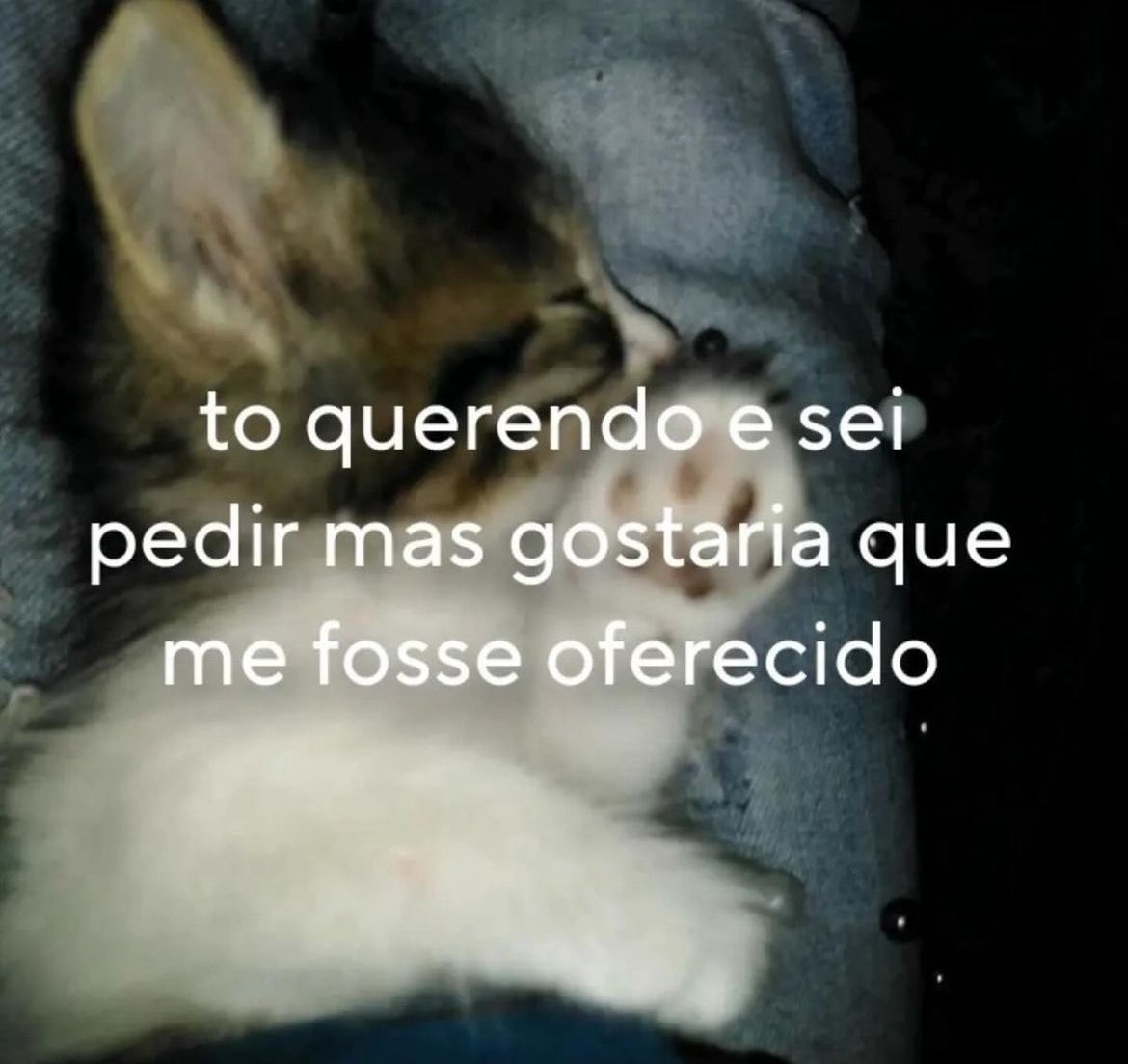 perfil dedicado a gatinhos e peitos (@odeiootaco) on Twitter photo 