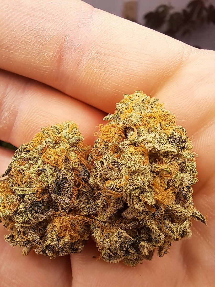 Carterskind's tweet photo. My cut of Ethos Lilac Diesel, I lovingly call Turbo Diesel!! https://t.co/bBNPfkxDgO