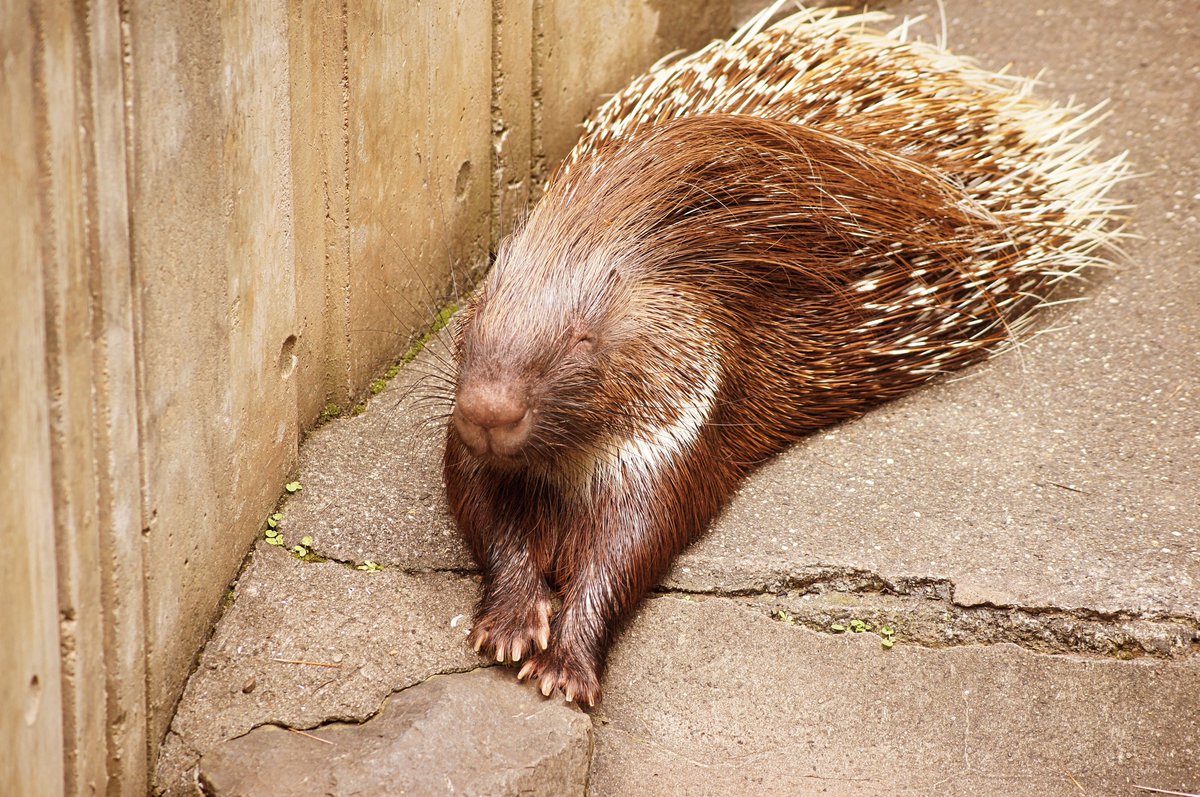 koki_s's tweet photo. #インドタテガミヤマアラシ #ヤマアラシ #ヒノトントンzoo #羽村市動物公園 #sonya55 https://t.co/tn267GYdEl
