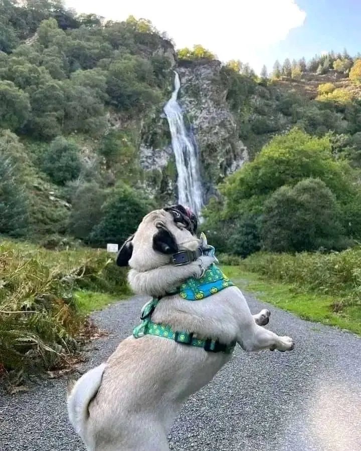 pugg_lover's tweet photo. Perfect shoot 😍
#cutepugs #pugcross #pugpower #pugmug #pugaddict #pugday #babypug #pugbaby #pugsproud #pugstuff #pugsrock #puppypug #happypug #pugslove #blackpugs #pugfashions #pugrequest #pugrescue #puglive #pugchat #seniorpug #dailypug #pugmom #pugface #pugcentral #pugs https://t.co/UcXkb5LhIr