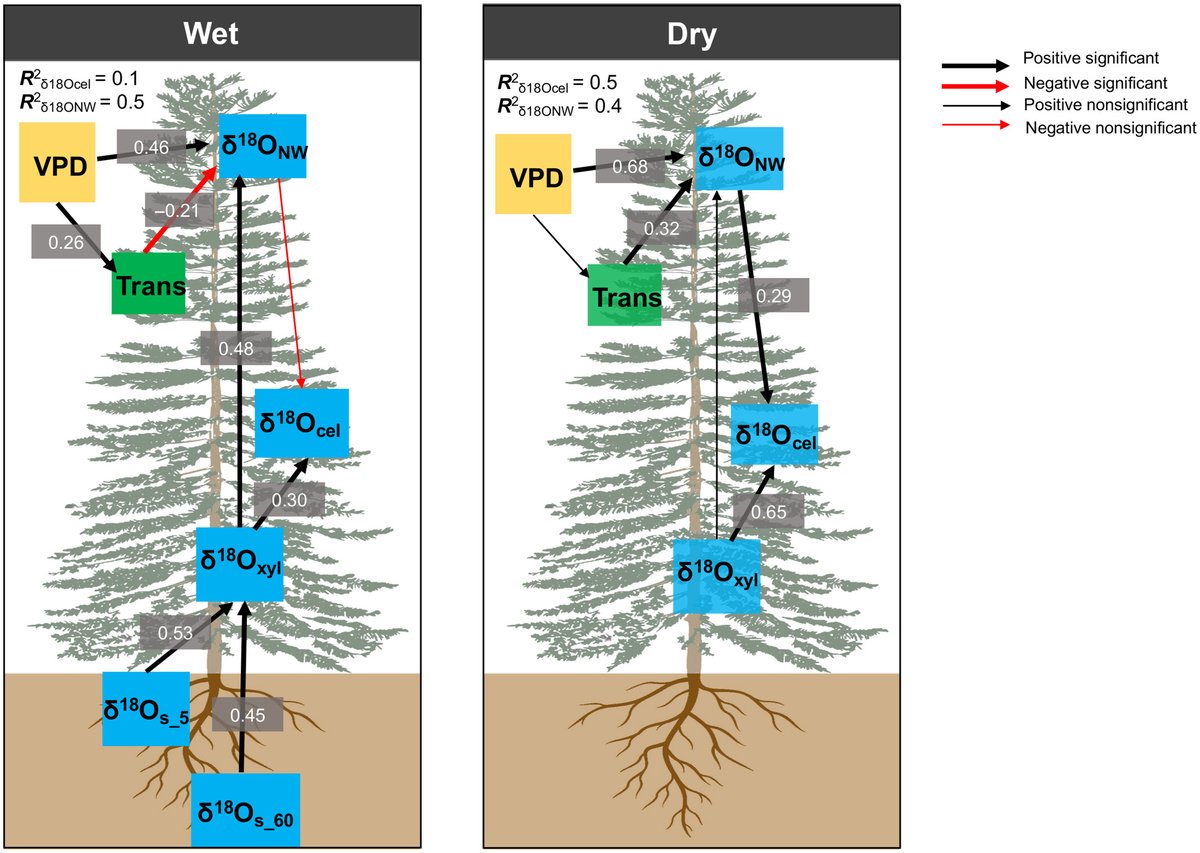 New Phytologist (@newphyt) on Twitter photo Xylem water contribution governs the intra-annual tree-ring δ18O signature
Martínez-Sancho et al. @eli_martinezs <a href="/FontiPat/">Patrick Fonti</a> <a href="/Lehmann_Lab/">LehmannMM</a> <a href="/KerstinTreydte/">Kerstin Treydte</a>
📖 ow.ly/kJ9F50PQ6Ns Xylem water contribution governs the intra-annual tree-ring δ18O signature
Martínez-Sancho et al. @eli_martinezs <a href="/FontiPat/">Patrick Fonti</a> <a href="/Lehmann_Lab/">LehmannMM</a> <a href="/KerstinTreydte/">Kerstin Treydte</a>
📖 ow.ly/kJ9F50PQ6Ns