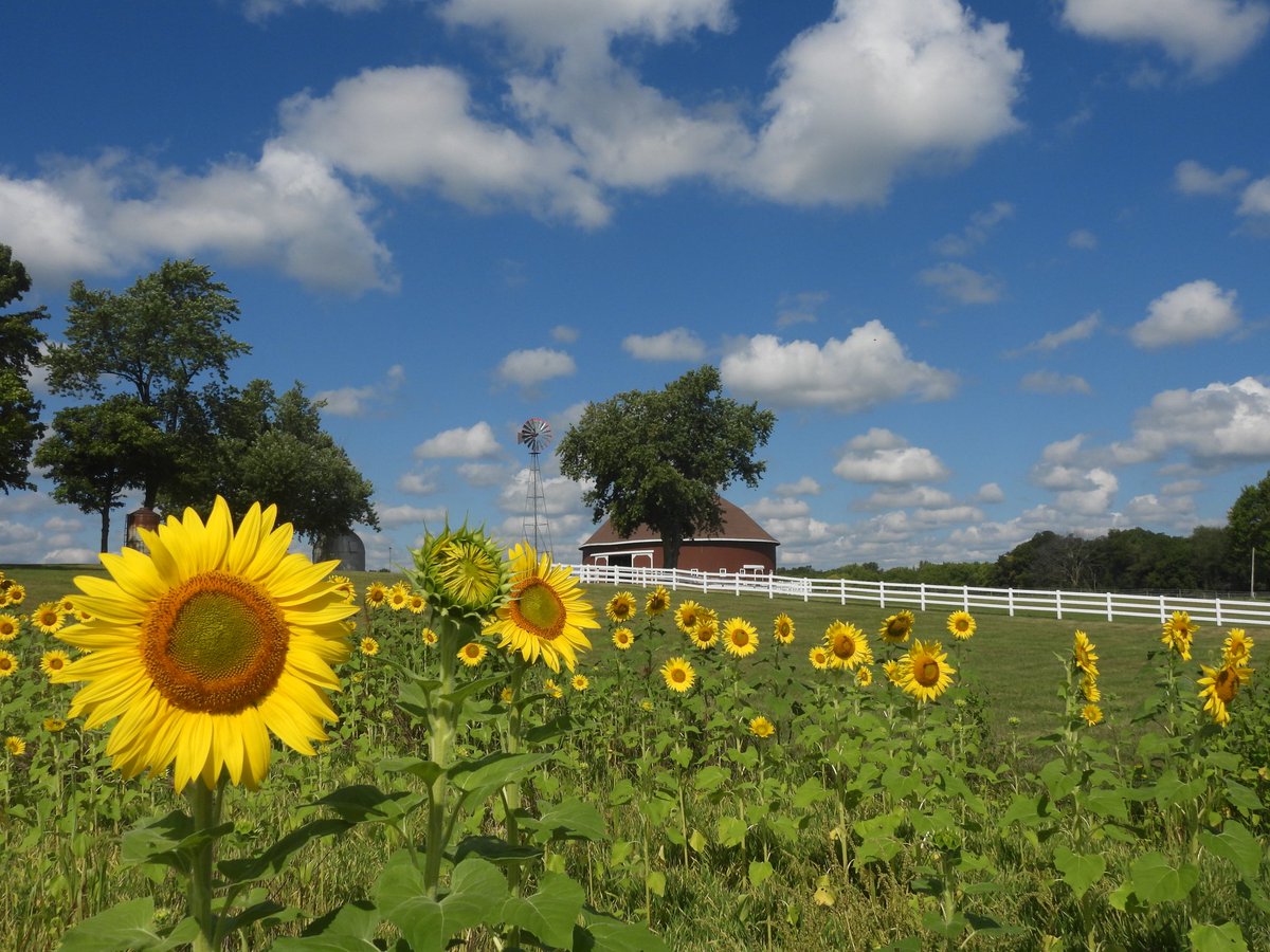 cjh8690's tweet photo. #HilemanRoundbarn #sunflowers #roundbarn @GregShoup @VisitIndiana @InkFreeNews @stormhour @Thephotohour @weatherchannel @NWSIWX September 2023 Hileman Round Barn. North of Roann,In. https://t.co/gaXvsCeD3p
