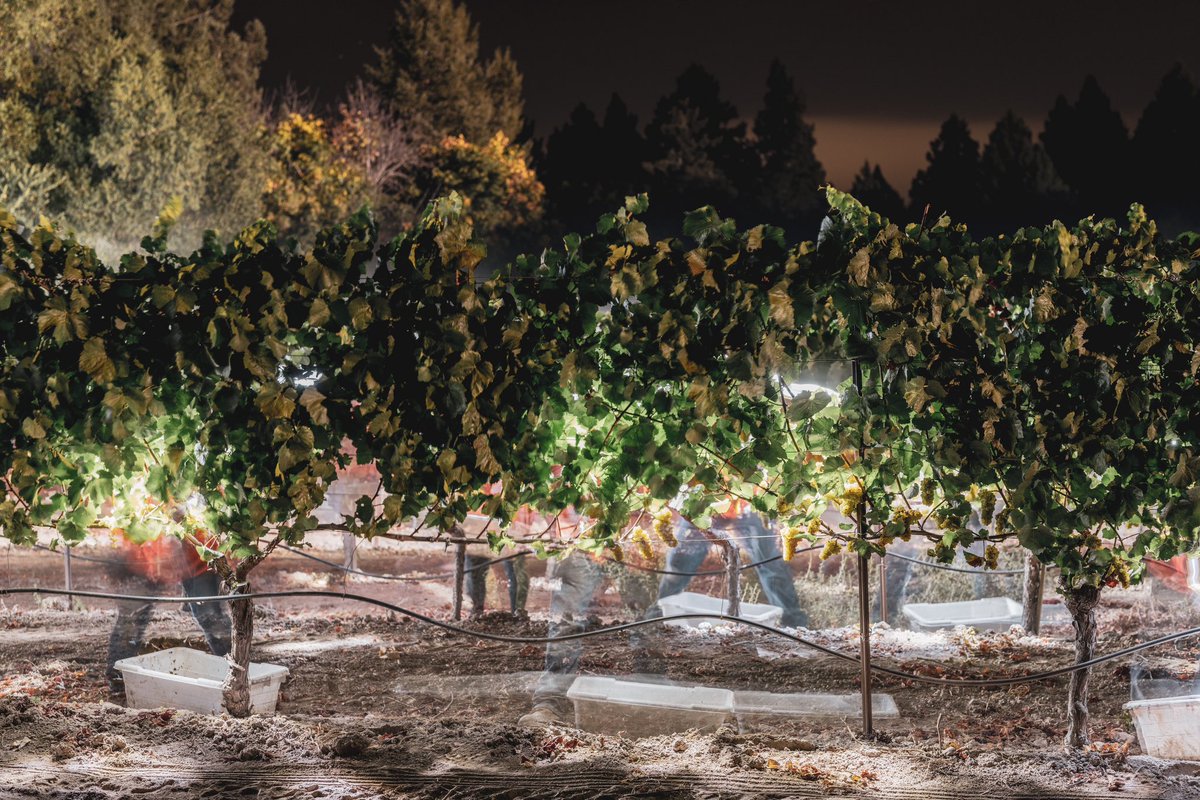 All hands on deck.
.
.
.
Kistler’s full-time vineyard crew allows us to capture the fruit at its peak ripeness.