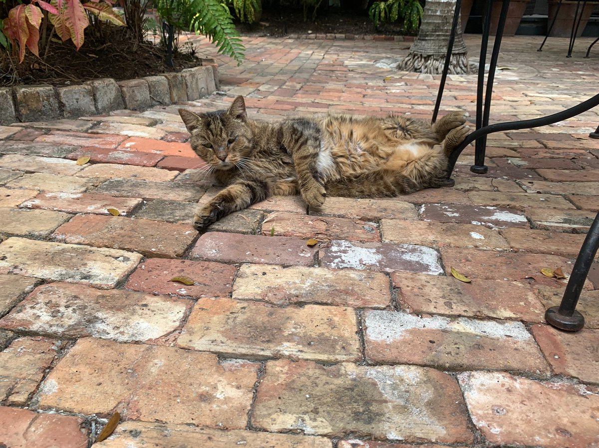 oldtownmanorkw's tweet photo. It's exhausting being this handsome. πΈ
.
.
.
#oldtownmanor #oldtownmanorweddings #keywest #flkeys #lovefl #petfriendly #bedandbreakfast #duvalstreet #oldtownkeywest #florida #greenhotel #rescuecat #fkspca #spca #hotelcat #workingcat #fatcat #keywesthotel #boutiquehotel #hotel https://t.co/YT8VFuRz42