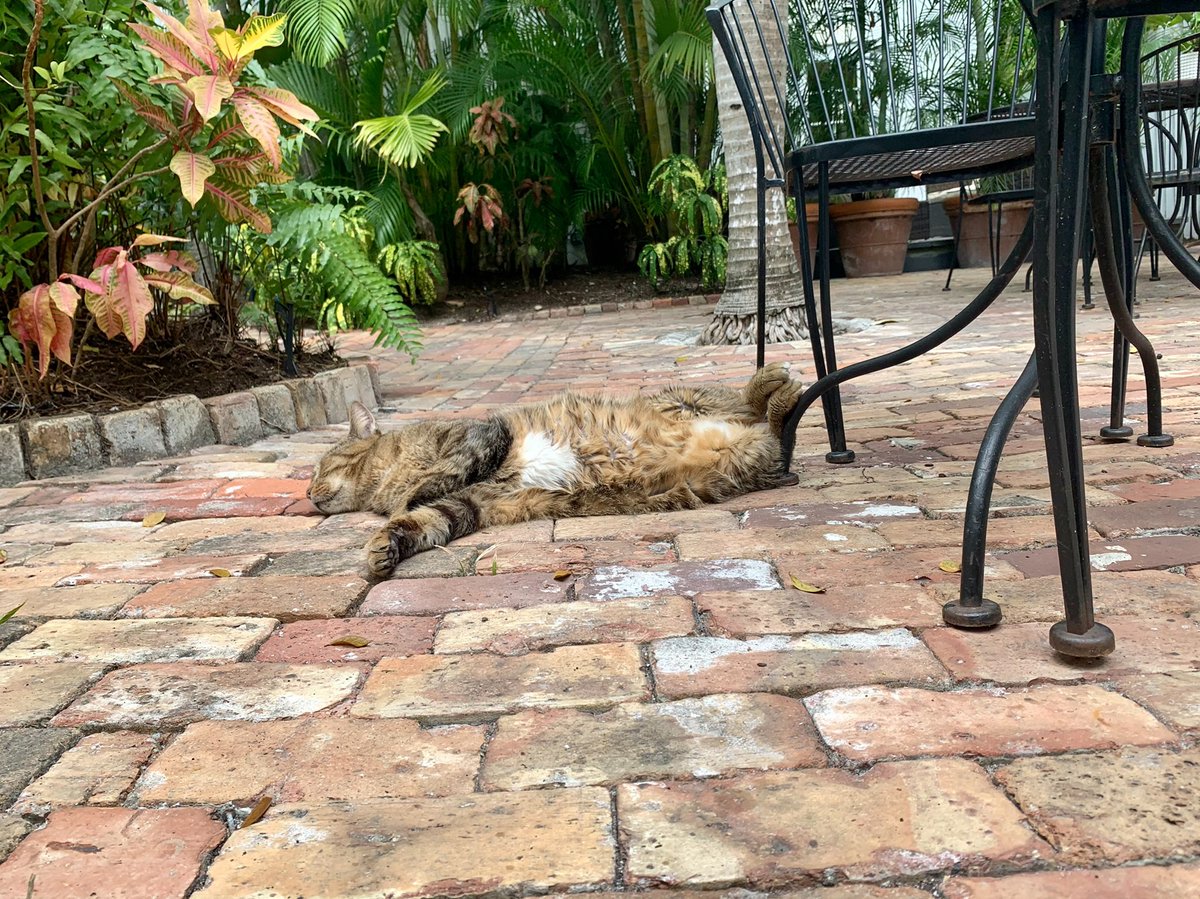 oldtownmanorkw's tweet photo. It's exhausting being this handsome. πΈ
.
.
.
#oldtownmanor #oldtownmanorweddings #keywest #flkeys #lovefl #petfriendly #bedandbreakfast #duvalstreet #oldtownkeywest #florida #greenhotel #rescuecat #fkspca #spca #hotelcat #workingcat #fatcat #keywesthotel #boutiquehotel #hotel https://t.co/YT8VFuRz42