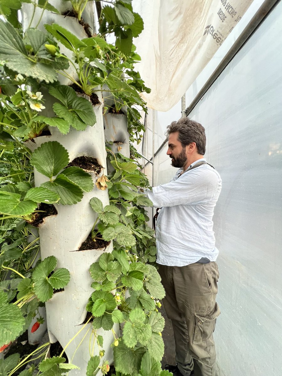 FastForward2030's tweet photo. Join us as Michael, the CEO of @greenponics_s take us through his innovative demo farm, in a mission to empower farmers so they can benefit from quality produce by using methods such as vertical garden, hydroponics, drip irrigation, metalic greenhouse and many more. https://t.co/hpxopMiLsY