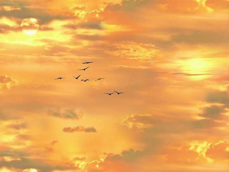 artindetails's tweet photo. golden skies https://t.co/hUGvEwAjg5