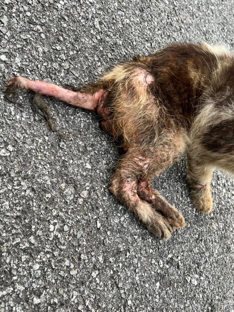 cats_rehome's tweet photo. Anak stray Taiping.. In sya Allah esok akn htr ke vet.. Ada yg sudi bantu utk deposit RM300??

MAYBANK
SITI ZURAINI NORDIN
114094043334 
Note: STRAYTAIPING https://t.co/onVowtojsj
