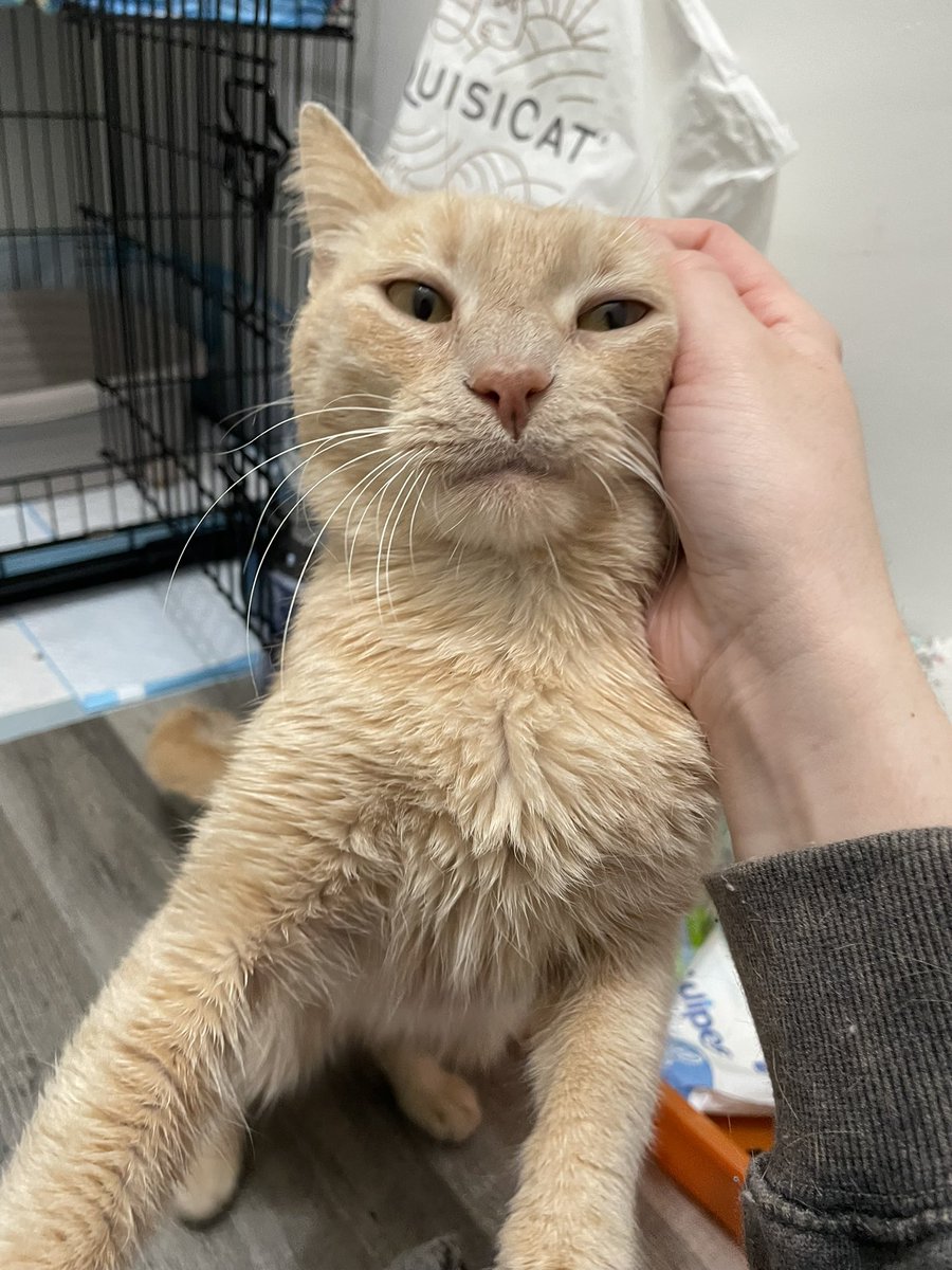 feederofcats's tweet photo. breaking news: cat who ate something so toxic and gross that he almost died draws the line at delicious pill pockets, which he only needs because he ate something so toxic and gross that he almost died https://t.co/4tktIQS2ew