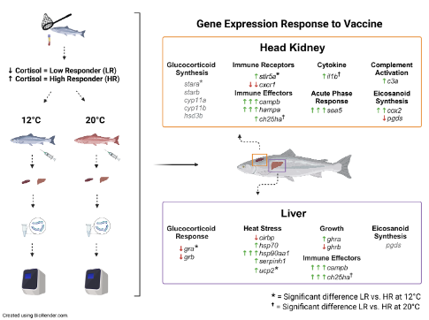 APS Publications (@apspublications) on Twitter photo New in <a href="/PhysiologicalG/">Physiological Genomics</a>: Impact of #Stress Phenotype, Elevated Temperature & Bacterin Exposure on Male Atlantic #Salmon (Salmo salar) Growth, Stress & Immune Biomarker Gene Expression (Ignatz et al.)
ow.ly/Owxz50PPUfF
@eignatz <a href="/MemorialU/">Memorial University</a> #ClimateChange #Growth New in <a href="/PhysiologicalG/">Physiological Genomics</a>: Impact of #Stress Phenotype, Elevated Temperature & Bacterin Exposure on Male Atlantic #Salmon (Salmo salar) Growth, Stress & Immune Biomarker Gene Expression (Ignatz et al.)
ow.ly/Owxz50PPUfF
@eignatz <a href="/MemorialU/">Memorial University</a> #ClimateChange #Growth