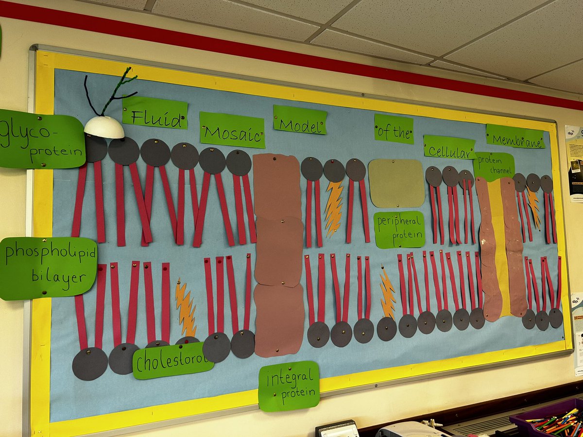 warminsterbiol1's tweet image. #ibdp #biology #ib1 working as an international team to model a #plasmamembrane
Lovely to see them working together, sharing ideas and producing a strong piece of work. Merit worthy I believe!!
@warminster1707
#communityofopportunity
#madeinwarminster