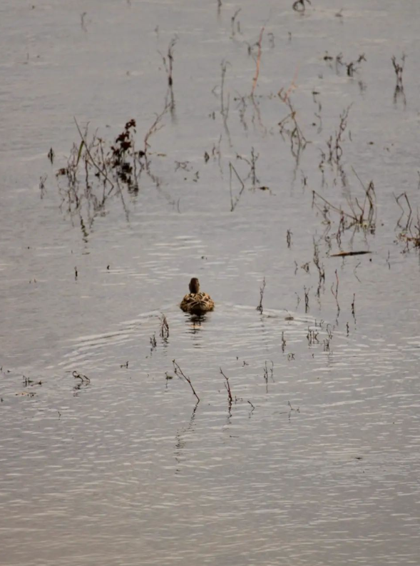 Marie_Boetti's tweet photo. Une balade à Gien (avec des hérons cendrés et des canards colverts)📷 #photography #Loire #animals #nature #NaturePhotography https://t.co/cJL5c3Mrev