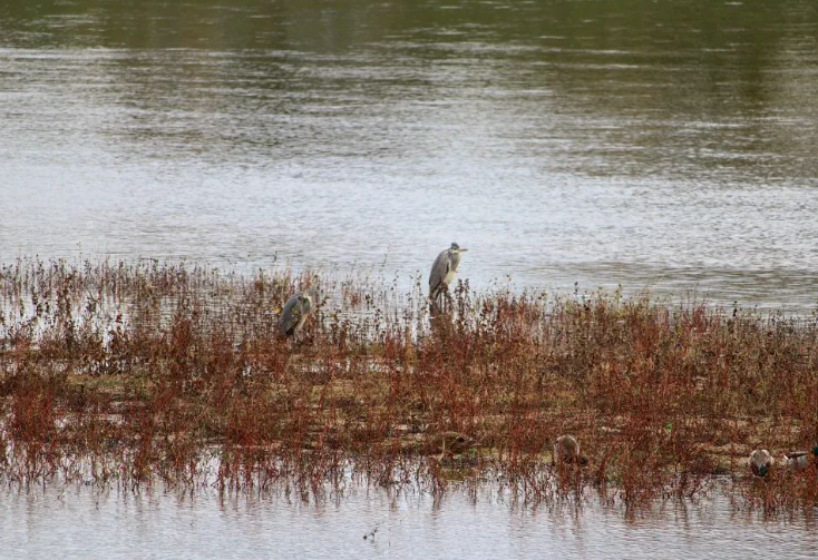 Marie_Boetti's tweet photo. Une balade à Gien (avec des hérons cendrés et des canards colverts)📷 #photography #Loire #animals #nature #NaturePhotography https://t.co/cJL5c3Mrev