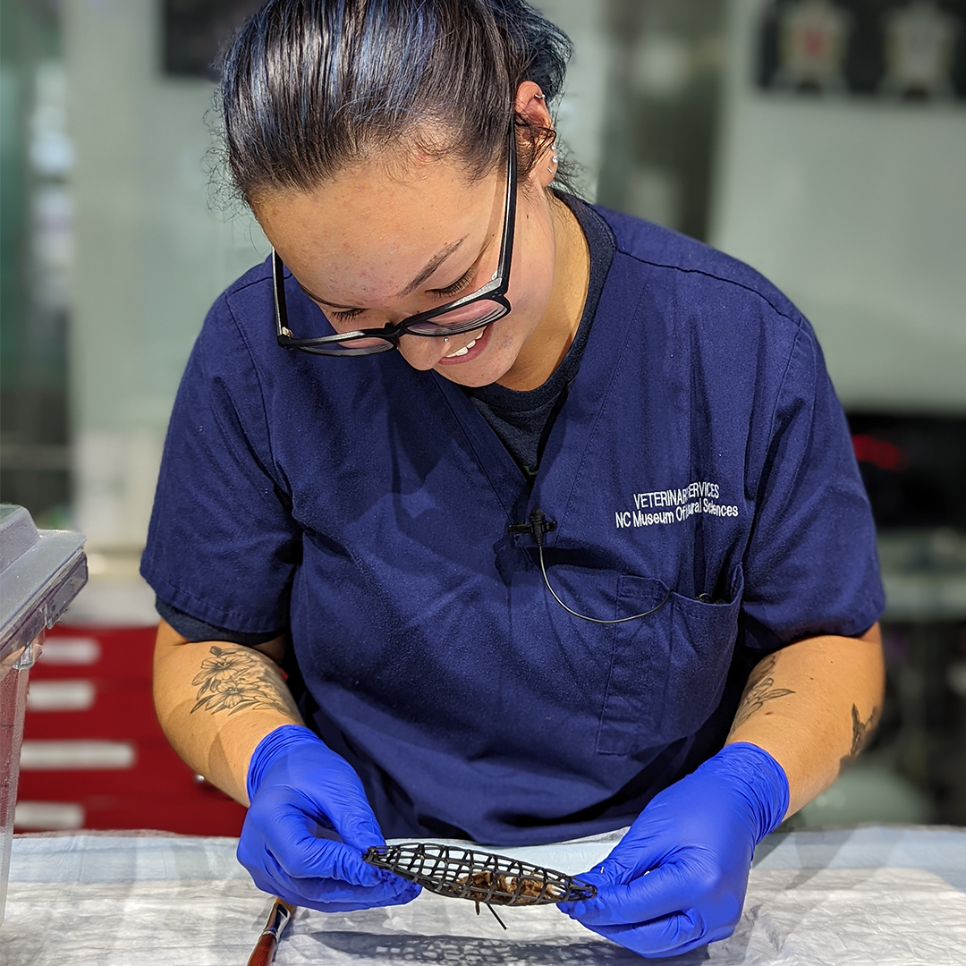 NC Museum of Natural Sciences tweet media