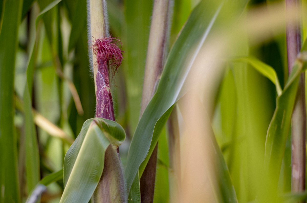 mataphoto's tweet image. Blue corn... the last frontier... #bluecorn #maiz #Mairazul #look #corn