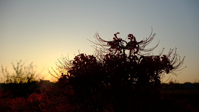 去年はほんとぎっしり咲いてた 