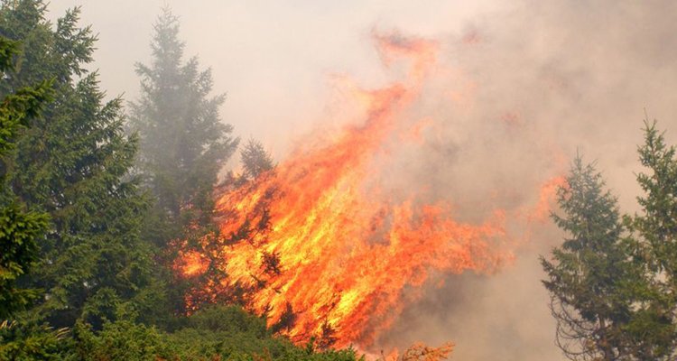 WURenvironment's tweet photo. 🔥 The summer of 2023 leaves an image of burning forests globally. However, this is not the total picture. What the real role of global forests in #climatechange is, remains highly uncertain ➡ https://t.co/AC2A8X6AYr @ciais_philippe @giac_grassi @bsohngen https://t.co/lkzaYd5tvG