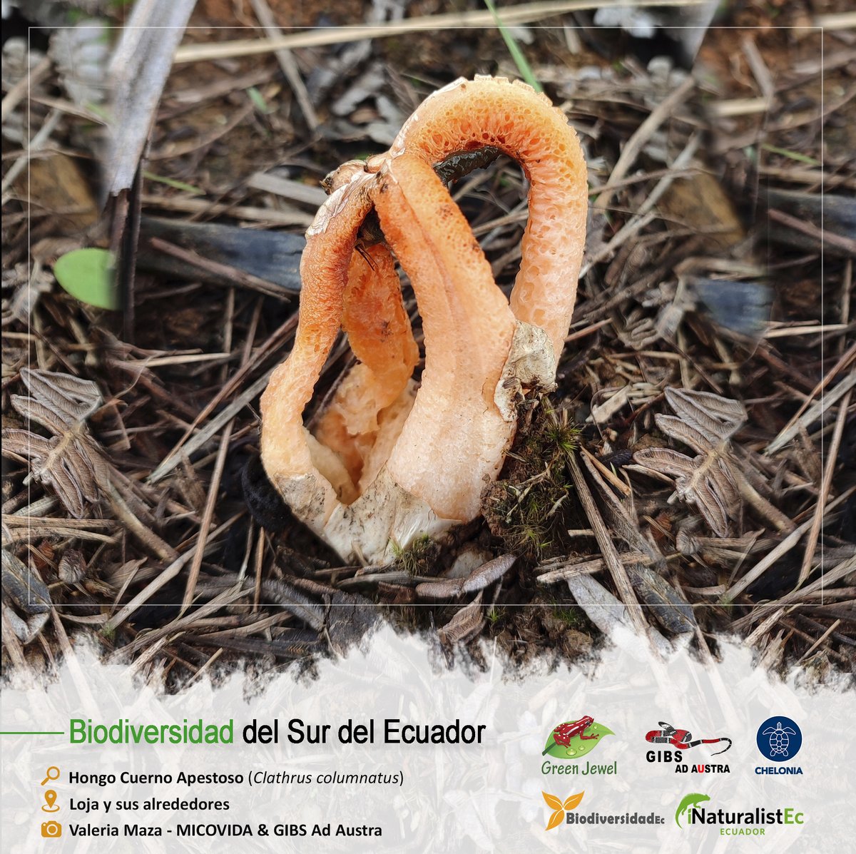 GrupoGreenJewel's tweet photo. BIODIVERSIDAD DEL SUR DEL ECUADOR
🔎: Hongo Cuerno Apestoso / Clathrus columnatus
🏞️: Loja y sus alrededores
📷: Valeria Maza - MICOVIDA & GIBS
#BiodiversidadDelSurDelEcuador #GreenJewel #Chelonia #BiodiversidadEc #GIBS #Hongos #CienciaCiudadana #SomosInaturalistEc #MICOVIDA https://t.co/phUznPmmci