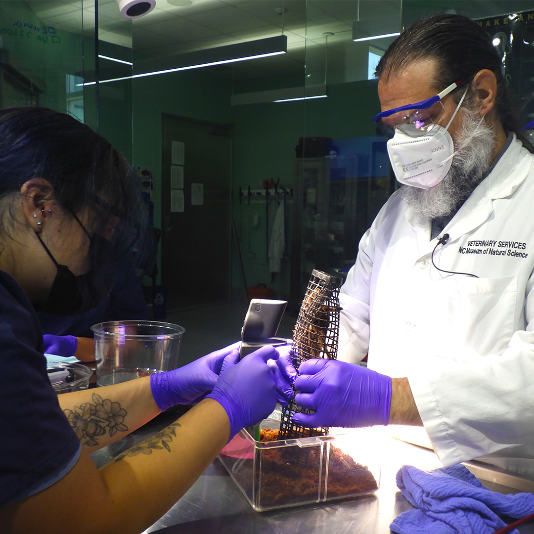 NC Museum of Natural Sciences tweet media